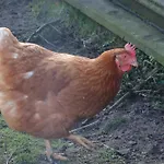 The Biscuit Box Ideal For Couples Or Families דירה *